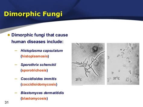 Chapter5 microbiology farid