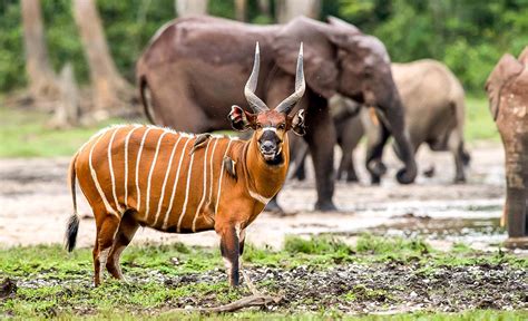 Der faszinierende Bongo afrikanischer Wälder | Discover Afrika