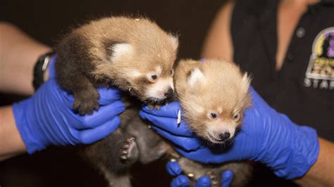 Two incredibly cute red panda cubs born at Denver Zoo