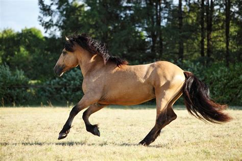 Popular Gaited Horse Breeds | Love the Energy