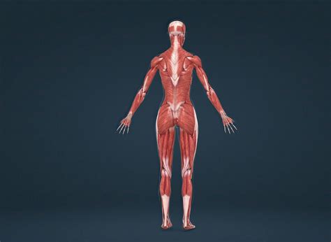 Premium Photo | Female human muscular system anatomy
