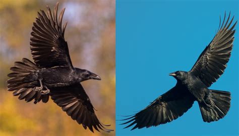 Raven vs Crow: How to Tell the Difference — A Definitive Guide