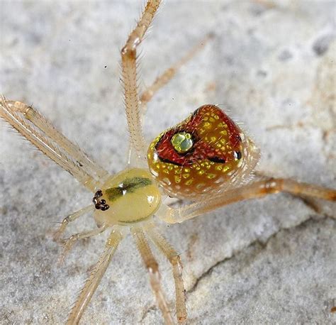 a close up of a spider on a rock