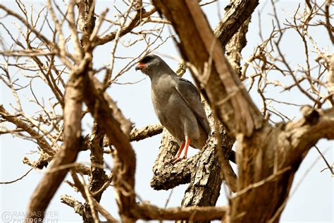 Wildlife along the Gambia river – Ramdas Iyer Photography