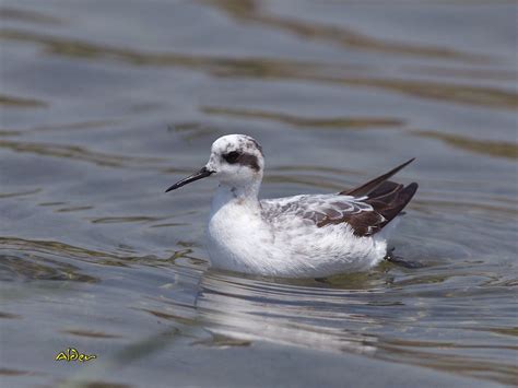 Red-necked Phalarope | Audubon Field Guide