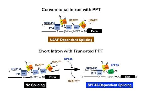 Discovery of a subset of human short introns spliced out by a distinct ...