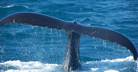 What is a whale? – Australian Antarctic Program