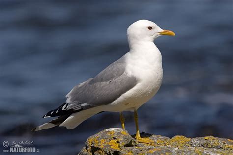 Common Gull Photos, Common Gull Images, Nature Wildlife Pictures | NaturePhoto