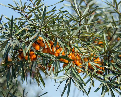 Sea Buckthorn Berry - 10 Things That Everyone Should Know