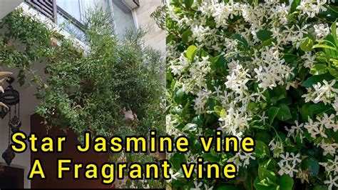 How To Grow And Care Star Jasmine Vine / A Permanent Fragrant Star Jasmine Vine /खुश्बूदार चमेली ...