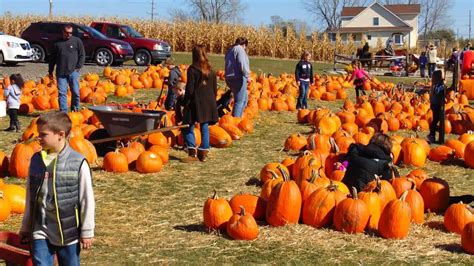 Pumpkin Farming Profit Per Acre India | Pumpkin Yield Per Acre - Signup ...