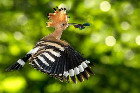 Ferocious Cyclone Hudhud Named after Israel's National Bird Hoopoe - IBTimes India