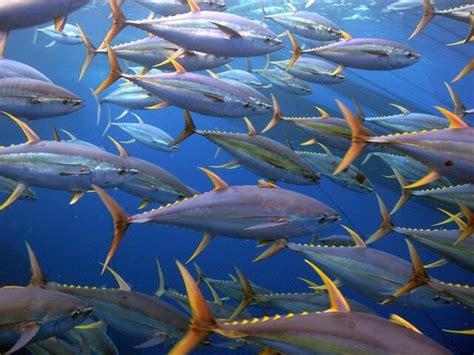 Yellowfin Tuna | Species | WWF