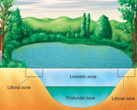 Freshwater Life Zones Flashcards | Quizlet