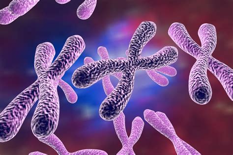 For Keeping X Chromosomes Active, Chromosome 19 Marks The Spot - 04/17/2017