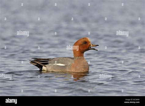 Male Eurasian Wigeon swimming Stock Photo - Alamy