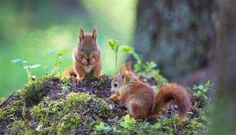 How a Wildlife Photographer Rescued Four Baby Red Squirrels | PetaPixel