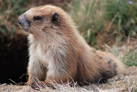 Olympic Marmot | Marmot, Mammals, Animals