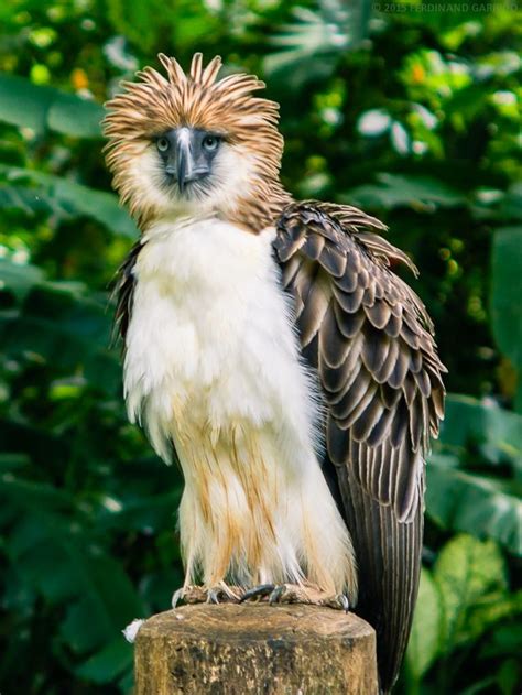 The Philippine eagle is one of the largest and most endangered eagles ...