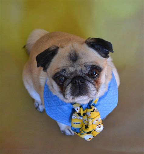 a small pug dog wearing a blue shirt and bow tie