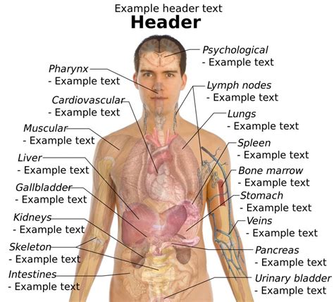 Human Body Organs Diagram Male Diagram | Images and Photos finder