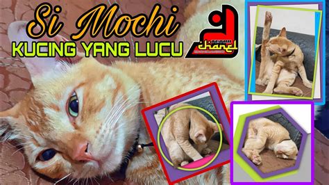 kucing lucu saat mau tidur - YouTube