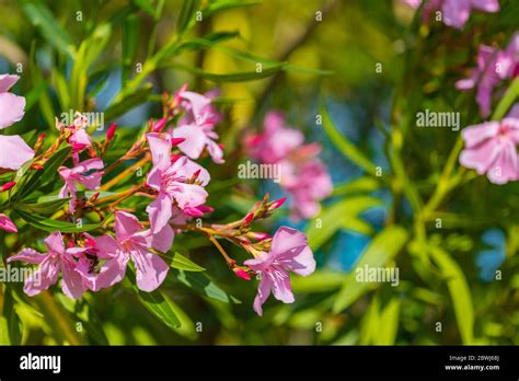 Pink leander flowers in the garden. Pink leander flowers with green leaves Stock Photo - Alamy