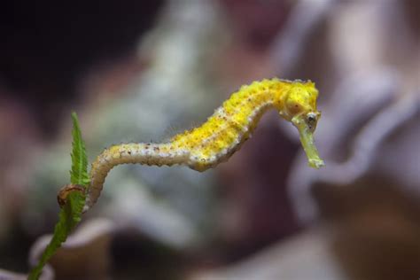 6 Awesome Seahorse Species to Keep as Pets - Build Your Aquarium