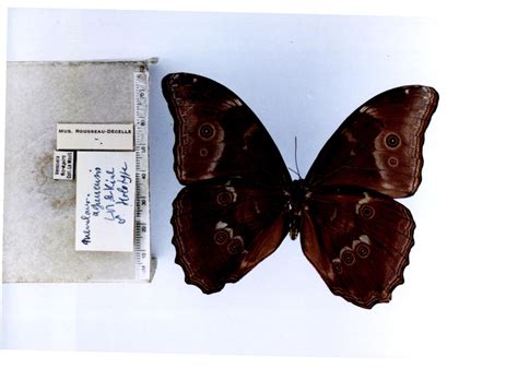 Morpho m. menelaus (type specimens)