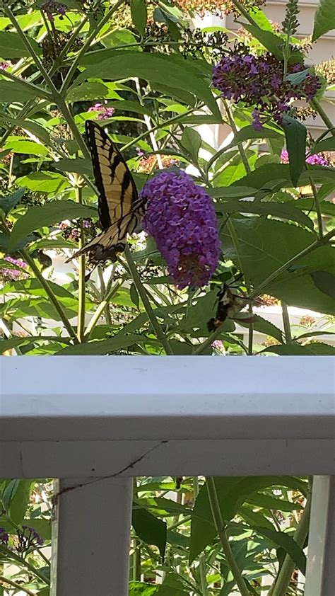 Hummingbird moth & butterfly 😀 : r/gardening