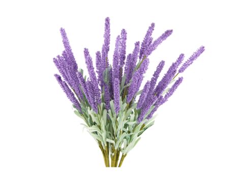 Galho Lavanda PNG Images | Vetores E Arquivos PSD | Download Grátis Em Pngtree