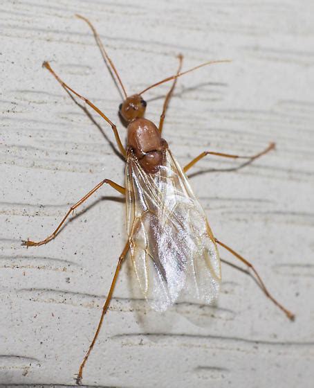 Winged carpenter ant - Camponotus castaneus - BugGuide.Net