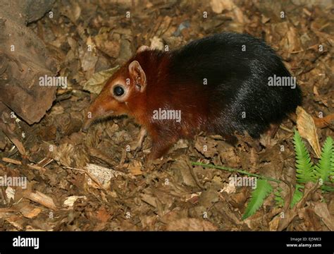 East African Black and rufous Elephant Shrew or Sengi (Rhynchocyon ...