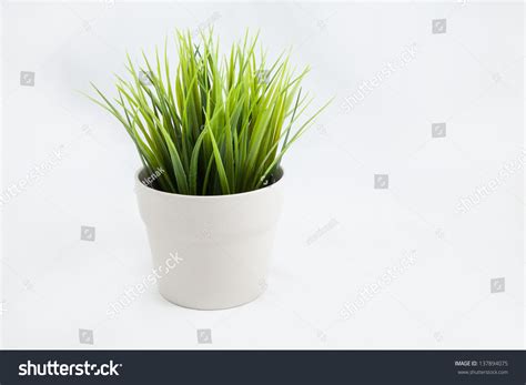 Grass Plant Indoor Stock Photo 137894075 - Shutterstock