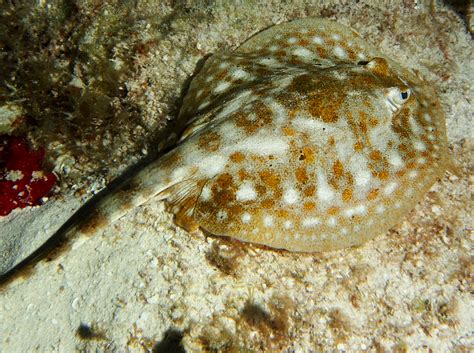 Yellow Stingray - Urobatis jamaicensis - Cozumel, Mexico - Photo 15 - Caribbean Reefs