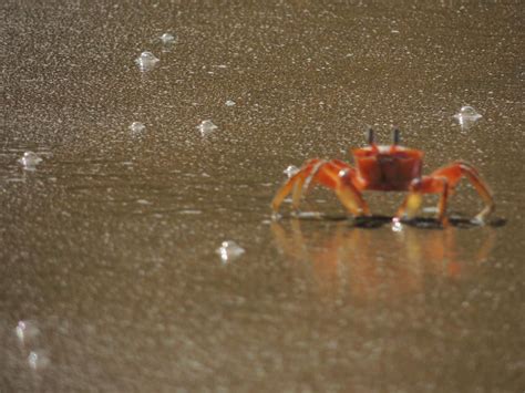 Nature: Bahía Solano, Colombia. Pacific coast, Beach, Virgin beaches ...