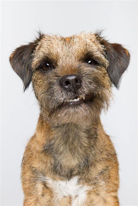 Little scruffy yob by Elke Vogelsang on 500px | Scruffy dogs, Terrier dogs, Border terrier