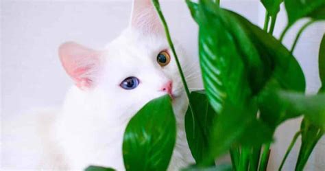 Are Peace Lily Plants Poisonous To Cats - GardenTipsHub