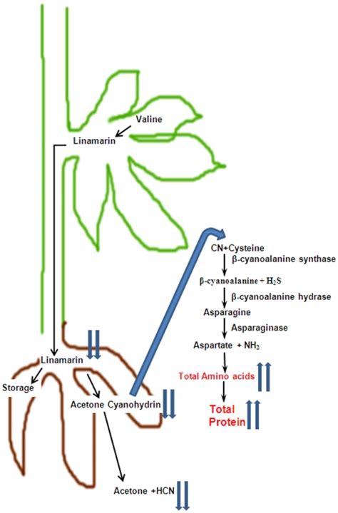 Proposed pathway of linamarin synthesis and breakdown in cassava roots ...