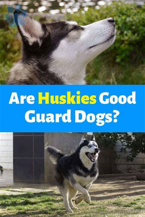 Are Huskies Good Guard Dogs? | DoggOwner