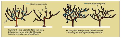 pruning old apricot trees