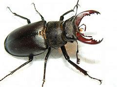 Beetle (Stag) - Overview | Young People's Trust For the Environment