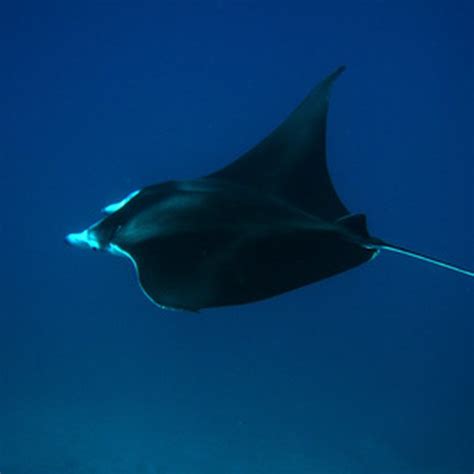 Galapagos Diving Cruises | USA Today