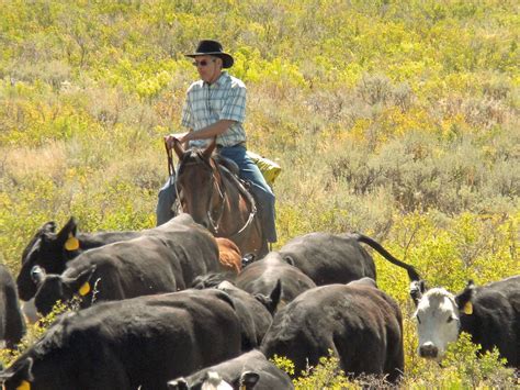 A Working Cattle Ranch... - Focus Ranch - A Real Working Cattle Ranch in Slater Colorado