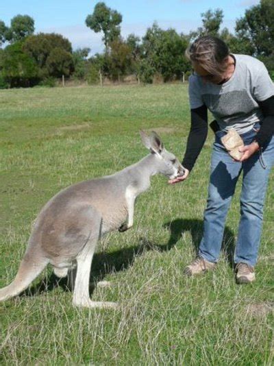 Visit Phillip Island Wildlife Park for Famous Australian Animals