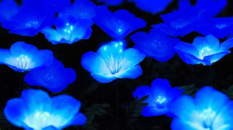 Glowing Blue flowers 4K 8K Wallpapers | HD Wallpapers | ID #29358