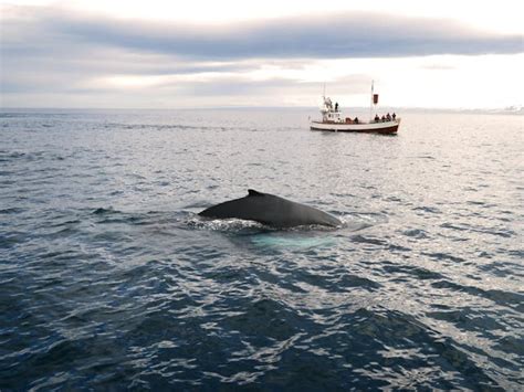 Whale watching & Boat tours