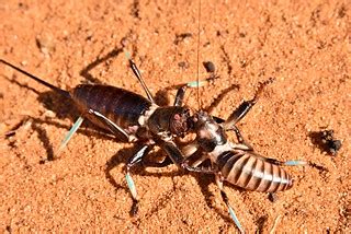 Hissing Cockroaches | SW Madagascar | Rod Waddington | Flickr