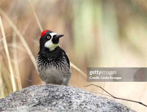 471 Acorn Woodpecker Stock Photos, High-Res Pictures, and Images - Getty Images