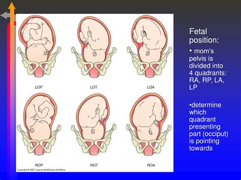 PPT - Chapter 22--Processes & Stages of Labor and Birth PowerPoint Presentation - ID:1982713